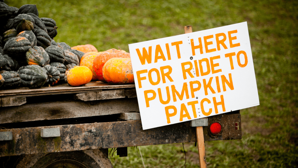 Pumpkin Patch For Toddlers